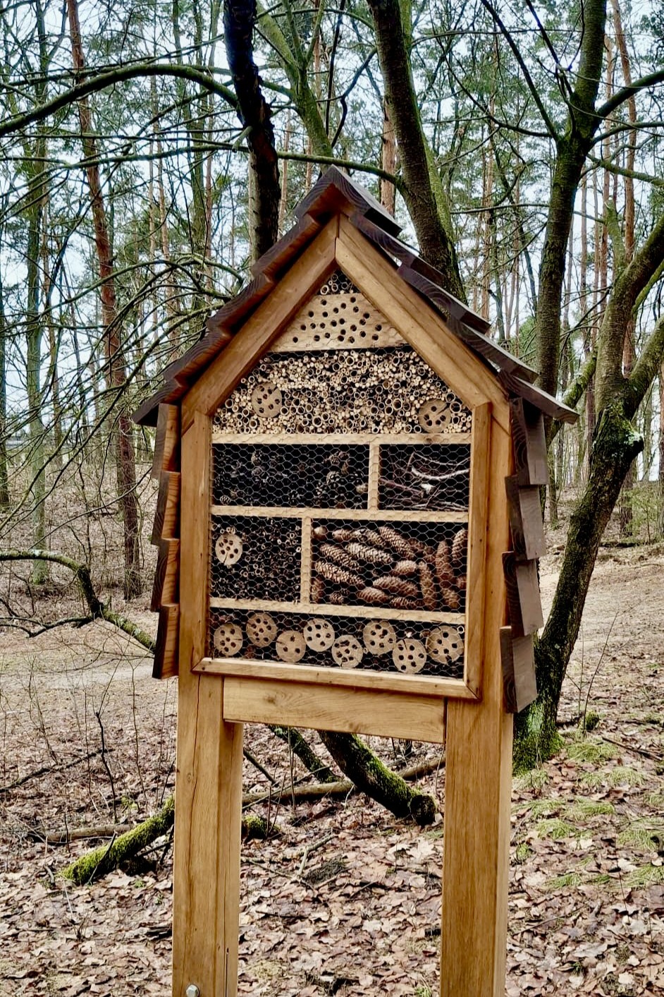 Zdjęcia - Projekt socjalny "Zimowy Las"