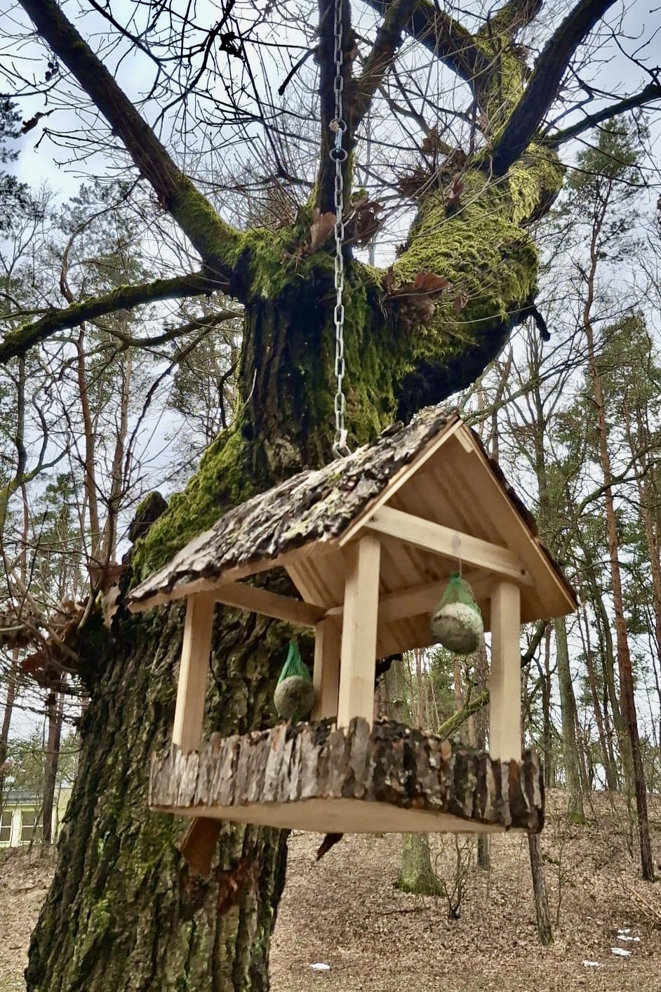 Zdjęcia - Projekt socjalny "Zimowy Las"